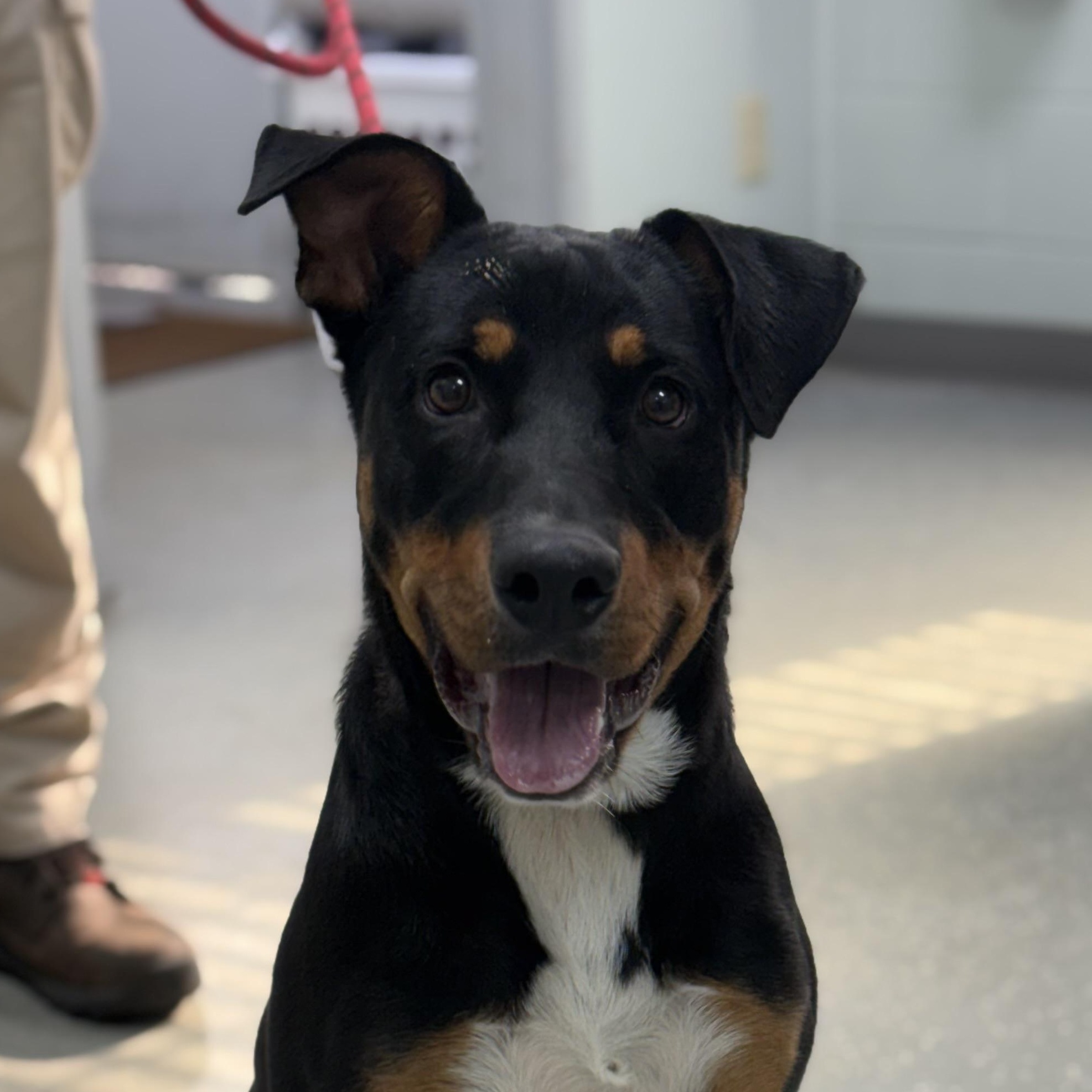 Enlarge Titus, a Adoptable mixed breed in Bardstown, KY image 2/6