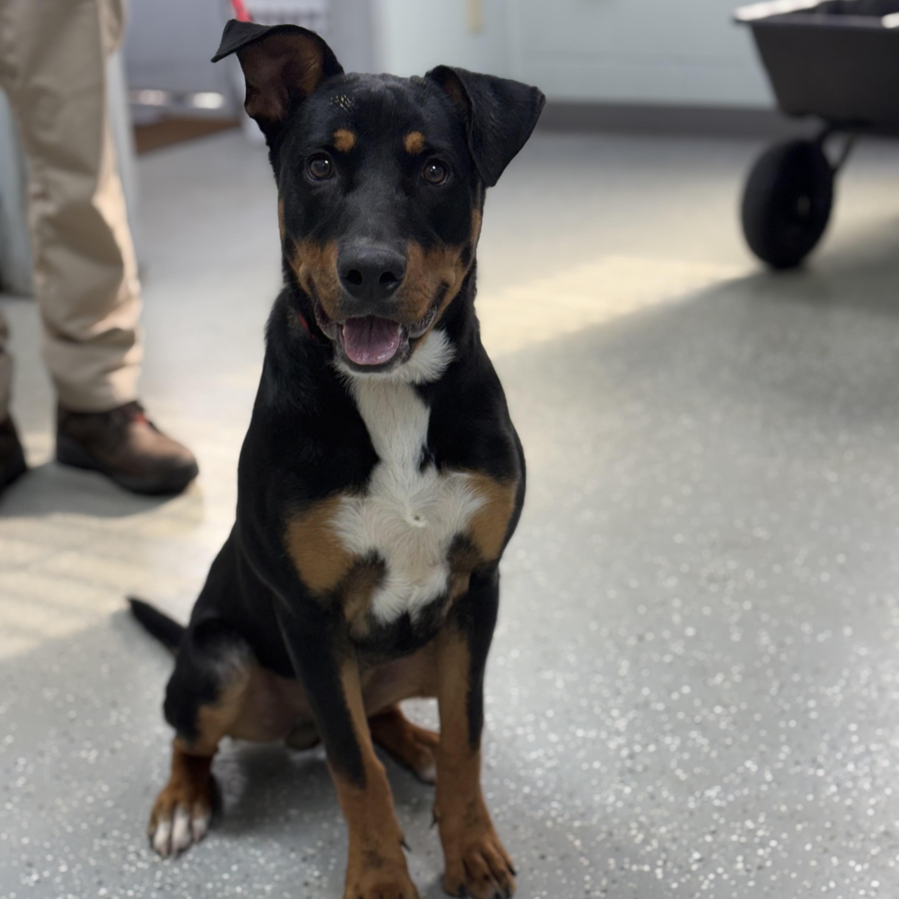 Enlarge Titus, a Adoptable mixed breed in Bardstown, KY image 4/6