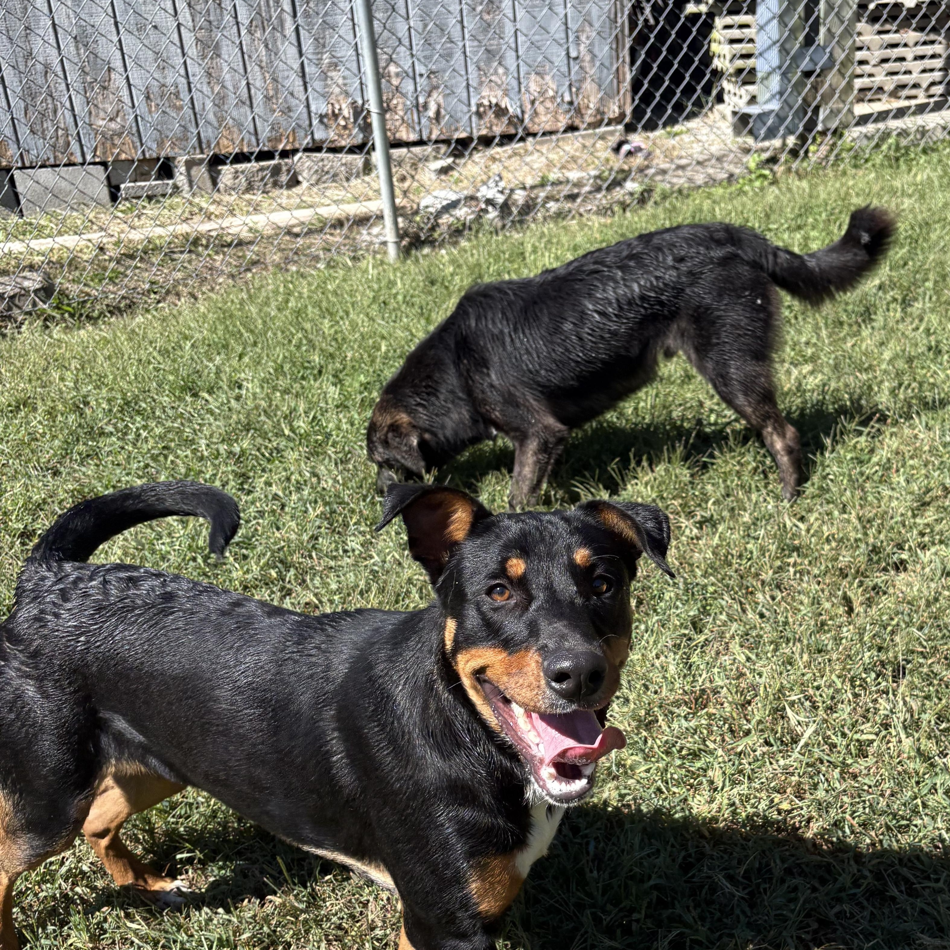 Enlarge Titus, a Adoptable mixed breed in Bardstown, KY image 6/6
