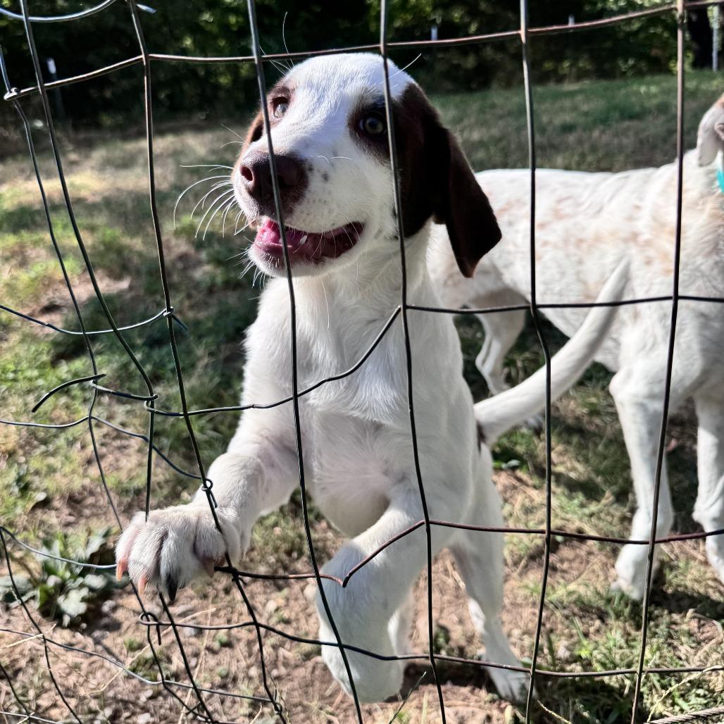 Truvy, Adoptable, Puppy Female Hound & Mixed Breed.