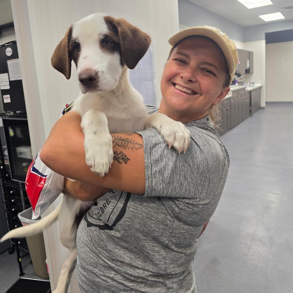 Enlarge Truvy, a Adoptable mixed breed in Fayetteville, AR image 2/6