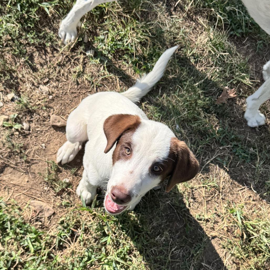 Enlarge Truvy, a Adoptable mixed breed in Fayetteville, AR image 3/6