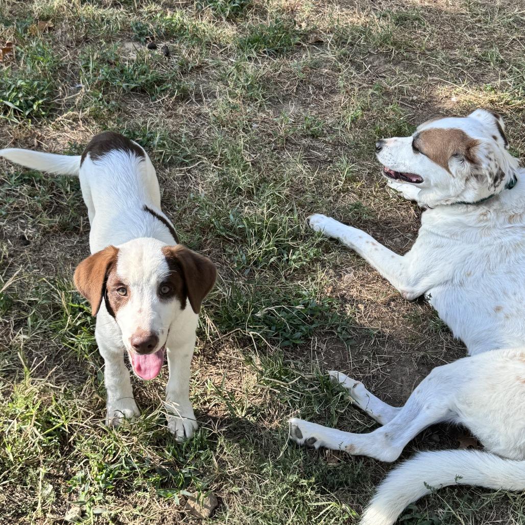 Enlarge Truvy, a Adoptable mixed breed in Fayetteville, AR image 5/6