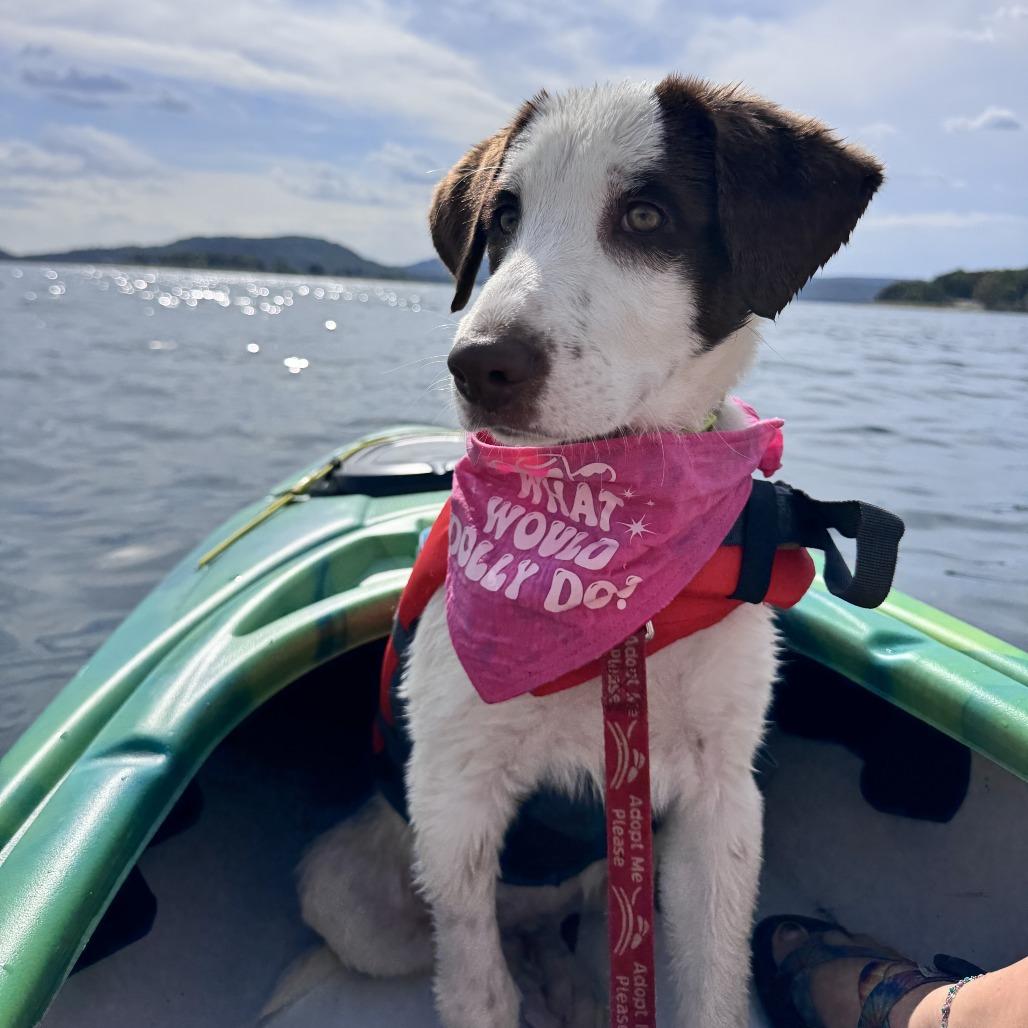 Enlarge Truvy, a Adoptable mixed breed in Fayetteville, AR image 6/6