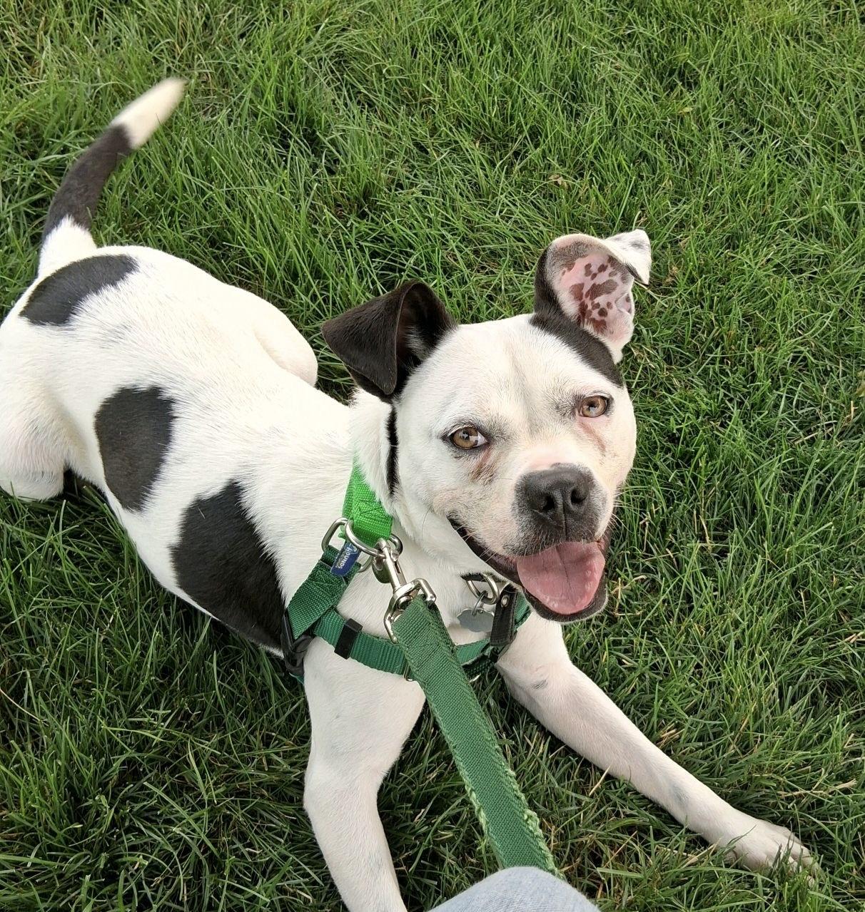 Enlarge Mara, a Adoptable mixed breed in Oxford, MI image 2/6