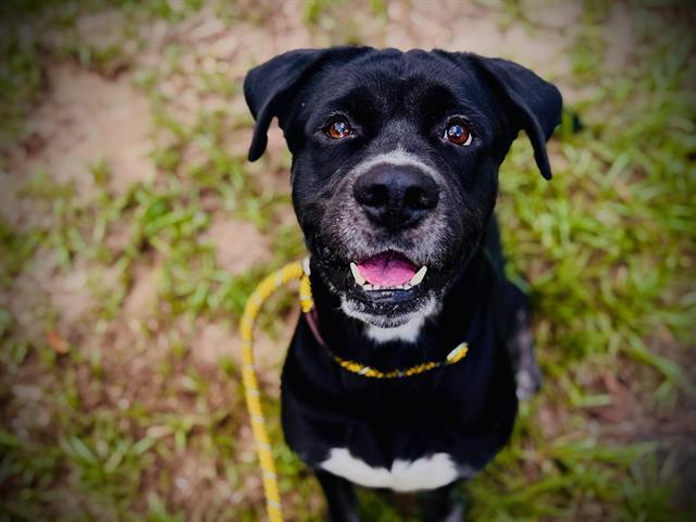 TK, Adoptable, Adult Male Rottweiler & Pit Bull Terrier.