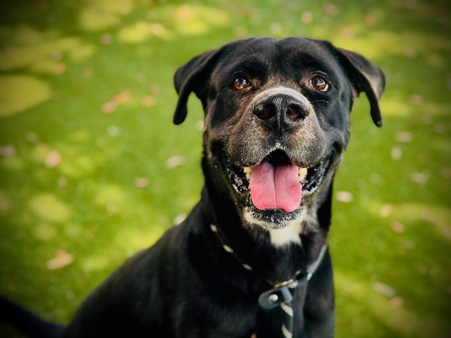 TK, Adoptable, Adult Male Rottweiler & Pit Bull Terrier.