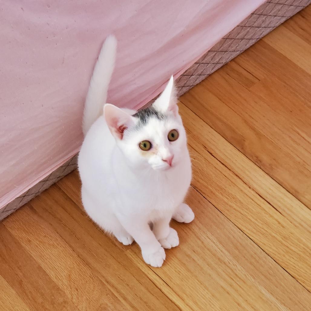 Grogu (Bushy Ridge 4), Adoptable, Young Male Domestic Short Hair.