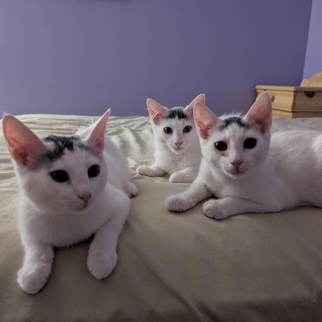 Enlarge Grogu (Bushy Ridge 4), a Adoptable Domestic Short Hair in Westport, CT image 2/6