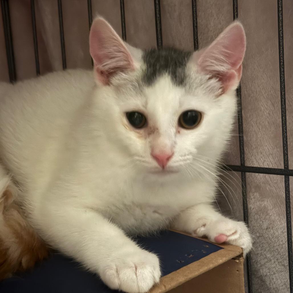 Enlarge Grogu (Bushy Ridge 4), a Adoptable Domestic Short Hair in Westport, CT image 3/6