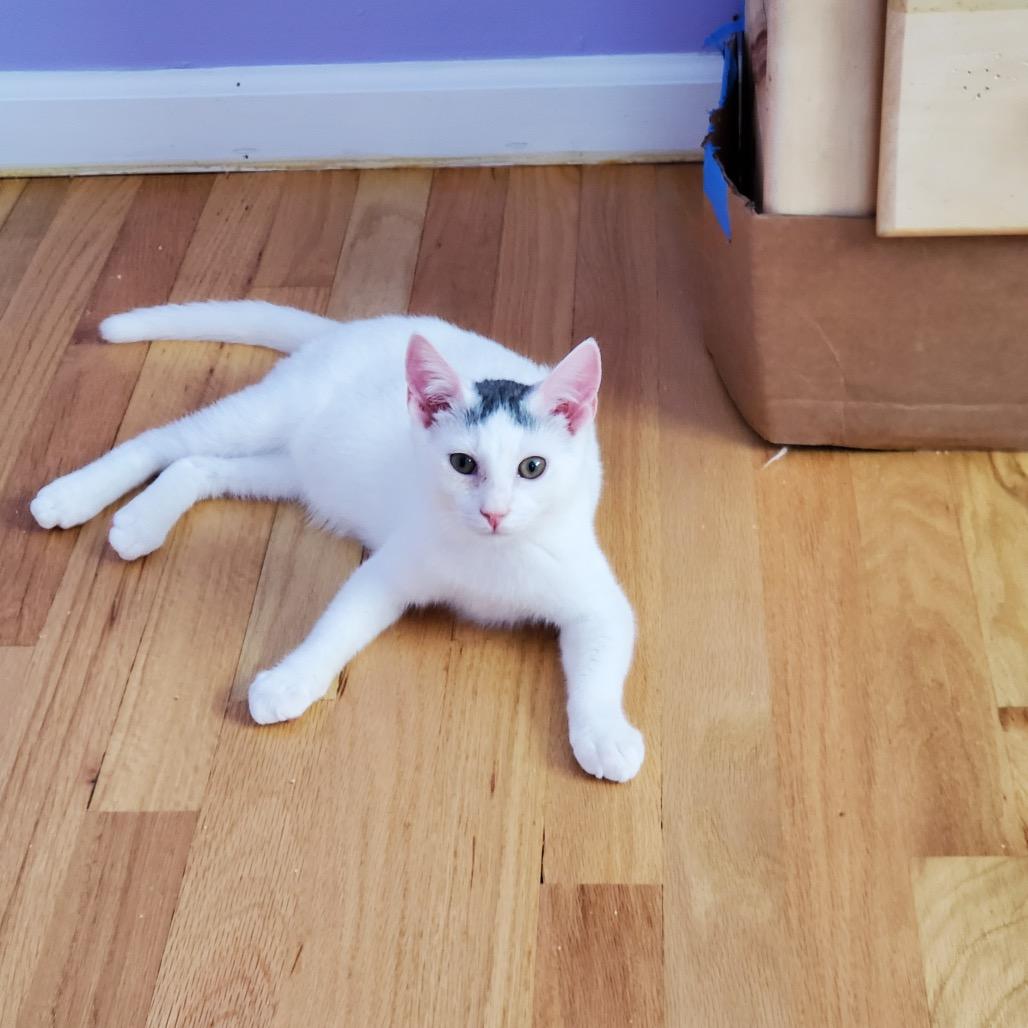 Enlarge Grogu (Bushy Ridge 4), a Adoptable Domestic Short Hair in Westport, CT image 4/6