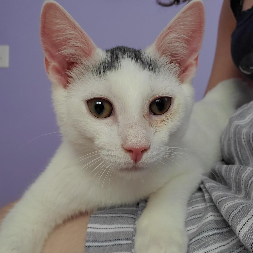 Enlarge Grogu (Bushy Ridge 4), a Adoptable Domestic Short Hair in Westport, CT image 5/6