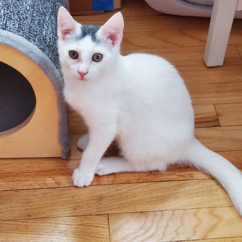 Enlarge Grogu (Bushy Ridge 4), a Adoptable Domestic Short Hair in Westport, CT image 6/6