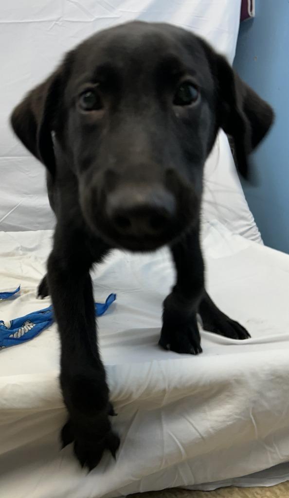 Norris, Adoptable, Puppy Male Labrador Retriever.