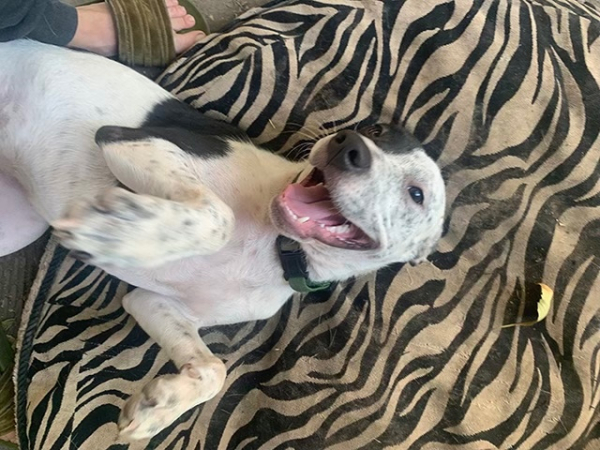 Laverne, Adoptable, Adult Female Australian Cattle Dog / Blue Heeler & Pit Bull Terrier.