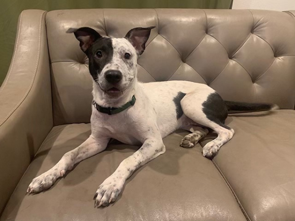 Laverne, a Adoptable mixed breed in Manchaca, TX image 2/4