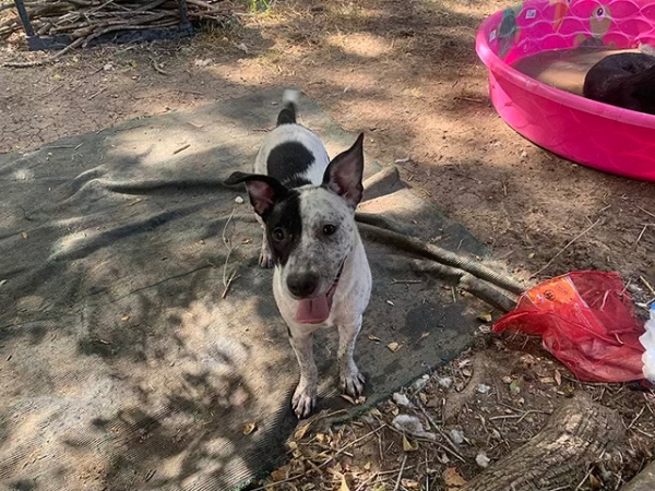 Laverne, a Adoptable mixed breed in Manchaca, TX image 3/4