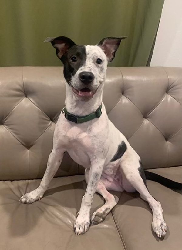 Laverne, a Adoptable mixed breed in Manchaca, TX image 4/4