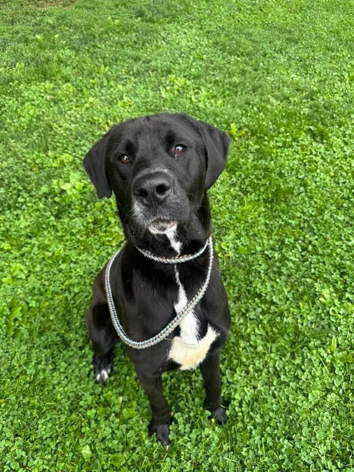 Moonshine, an adopted Mixed Breed in Myerstown, PA image 5/6