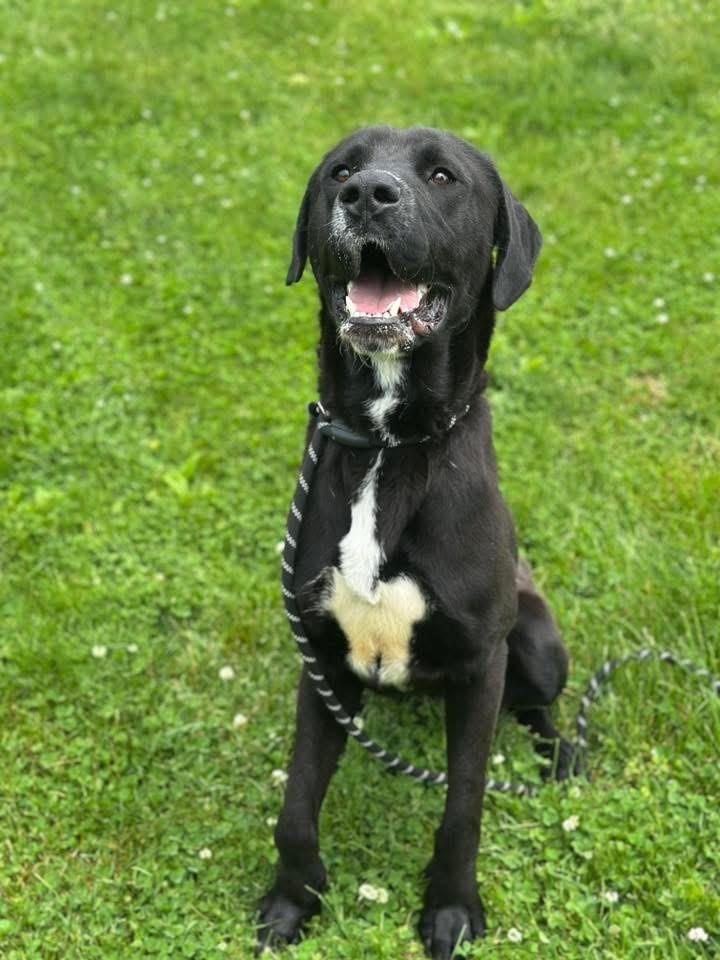 Moonshine, an adopted Mixed Breed in Myerstown, PA image 3/6