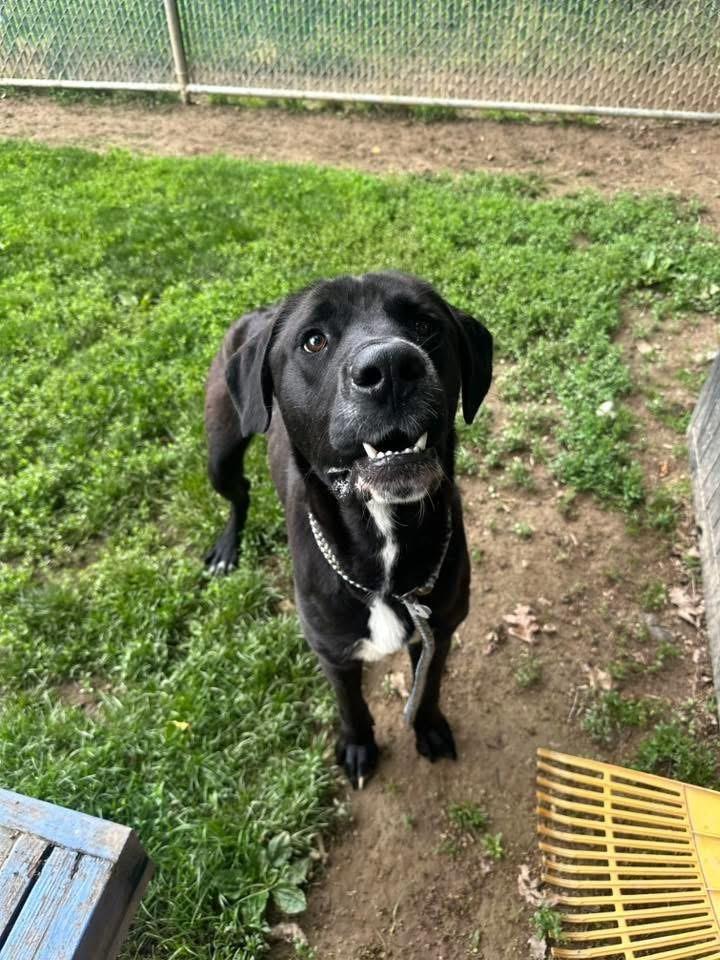 Moonshine, an adopted Mixed Breed in Myerstown, PA image 4/6