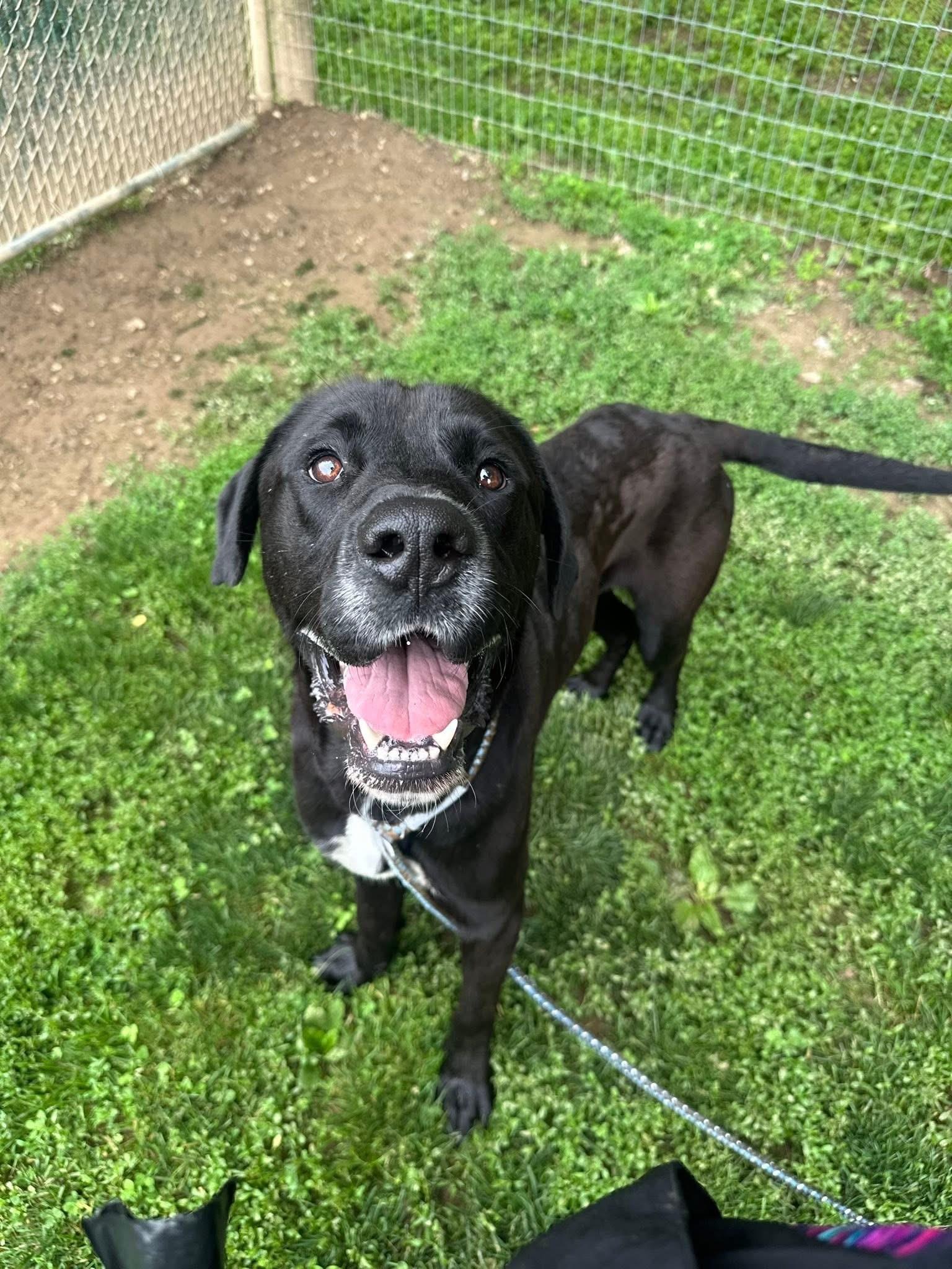 Moonshine, an adopted Mixed Breed in Myerstown, PA image 6/6