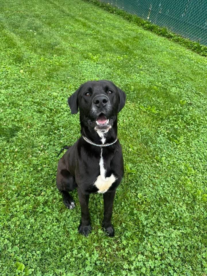Moonshine, an adopted Mixed Breed in Myerstown, PA image 2/6