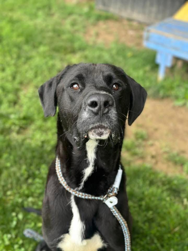 Moonshine, adopted, Young Male Mixed Breed.