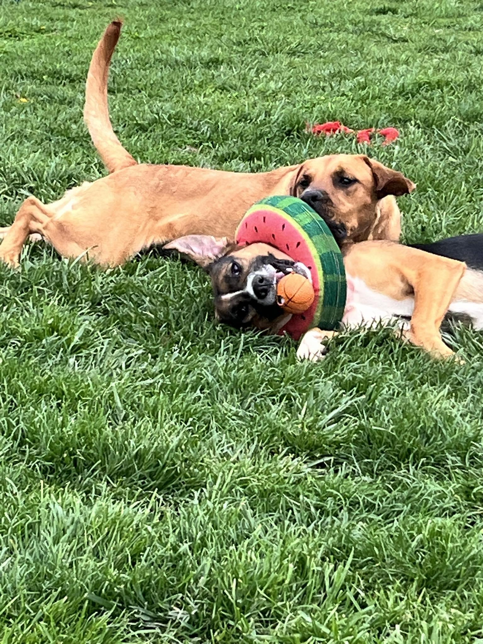 Enlarge Bodhi FKA Chester, a Adoptable mixed breed in Archbold , OH image 2/4