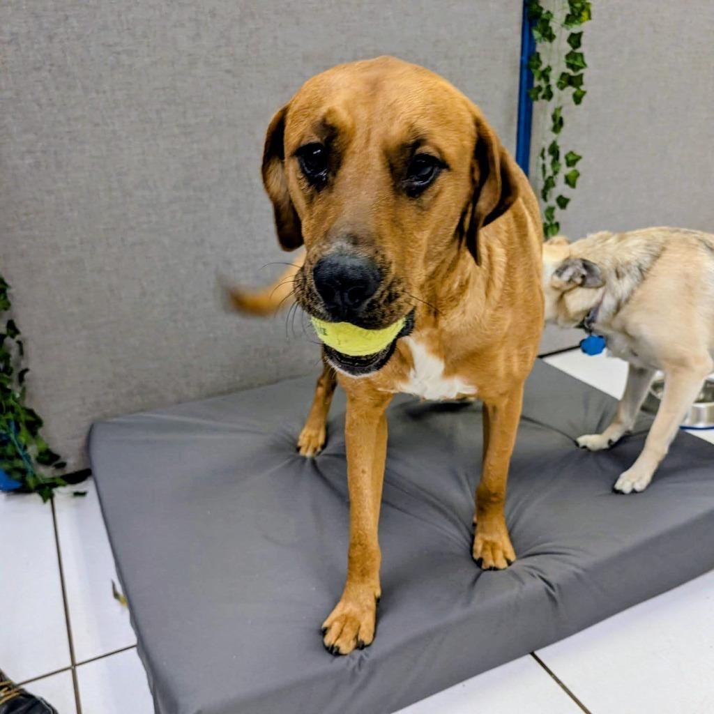 Enlarge Bodhi FKA Chester, a Adoptable mixed breed in Archbold , OH image 1/2