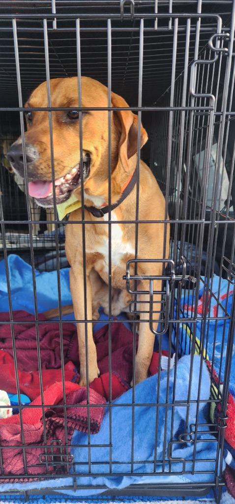 Enlarge Bodhi FKA Chester, a Adoptable mixed breed in Archbold , OH image 2/2