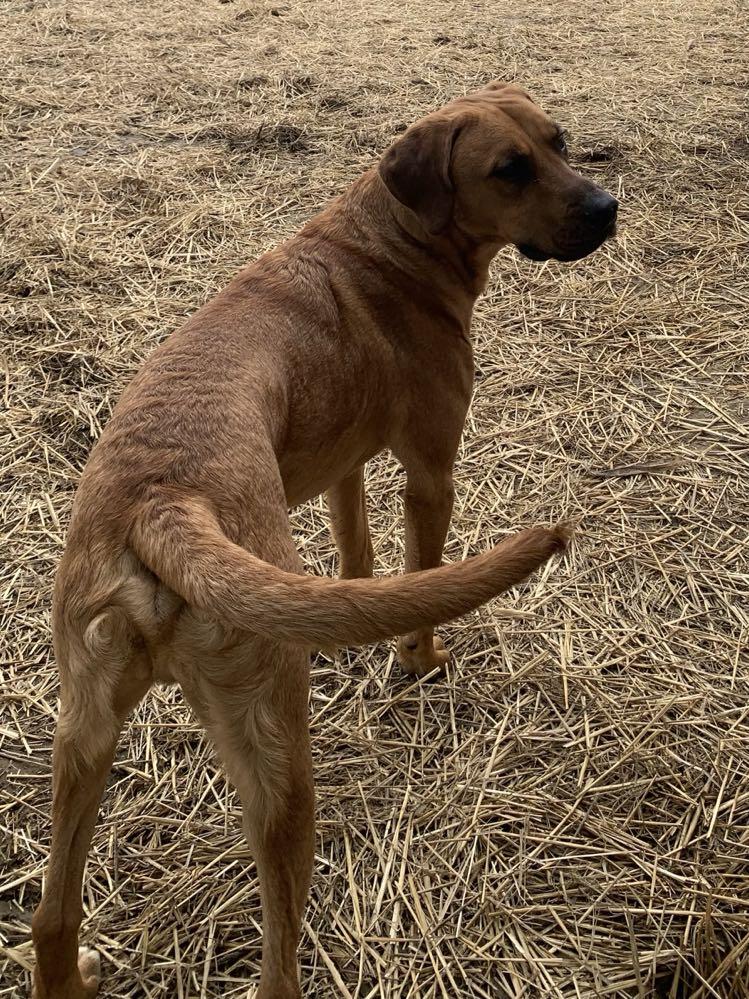 Enlarge Bodhi FKA Chester, a Adoptable mixed breed in Archbold , OH image 4/4