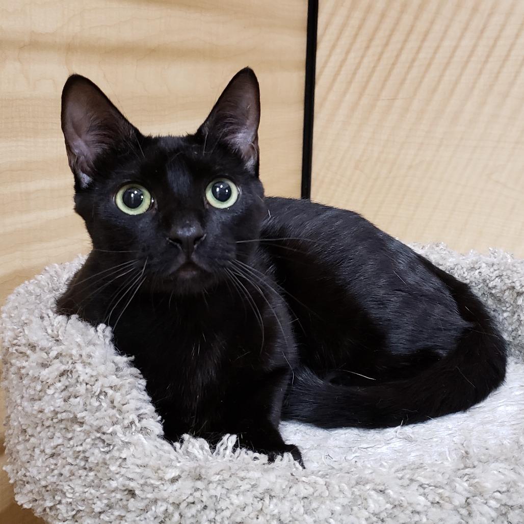 Enlarge Cyrus, a Adoptable Domestic Short Hair in Bulverde, TX image 2/6