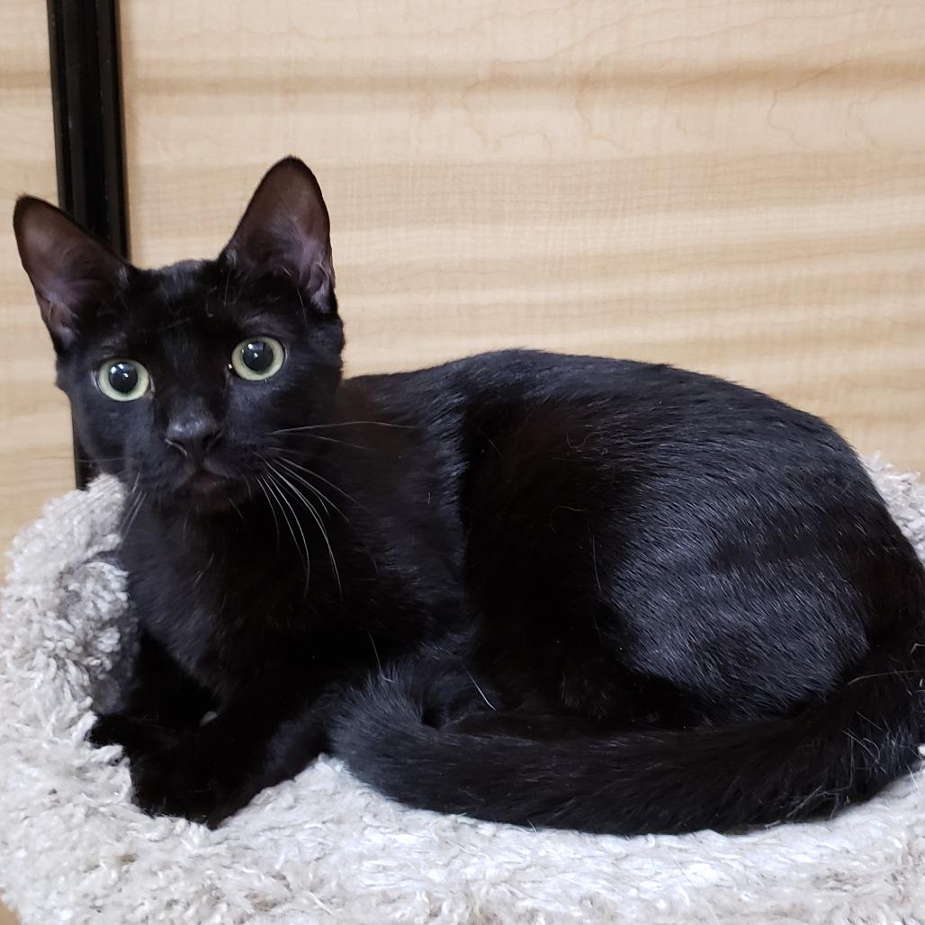 Enlarge Cyrus, a Adoptable Domestic Short Hair in Bulverde, TX image 3/6