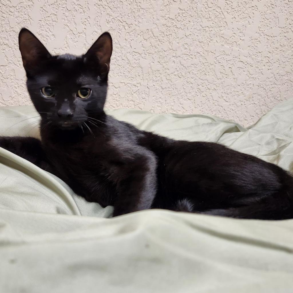 Enlarge Cyrus, a Adoptable Domestic Short Hair in Bulverde, TX image 4/6