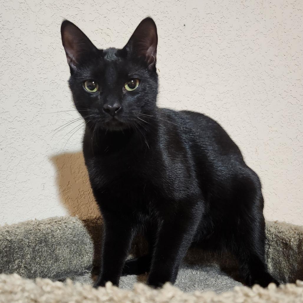 Enlarge Cyrus, a Adoptable Domestic Short Hair in Bulverde, TX image 5/6