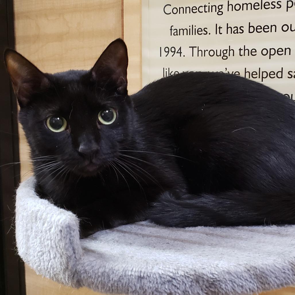 Enlarge Cyrus, a Adoptable Domestic Short Hair in Bulverde, TX image 3/5