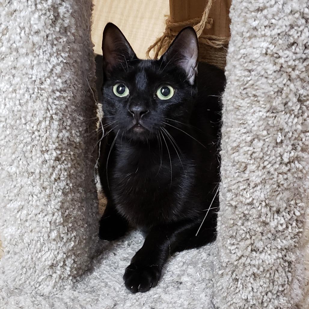 Enlarge Cyrus, a Adoptable Domestic Short Hair in Bulverde, TX image 6/6