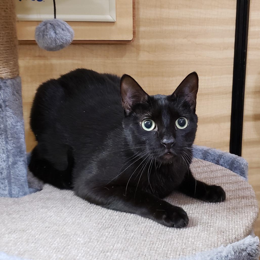 Enlarge Cyrus, a Adoptable Domestic Short Hair in Bulverde, TX image 5/5