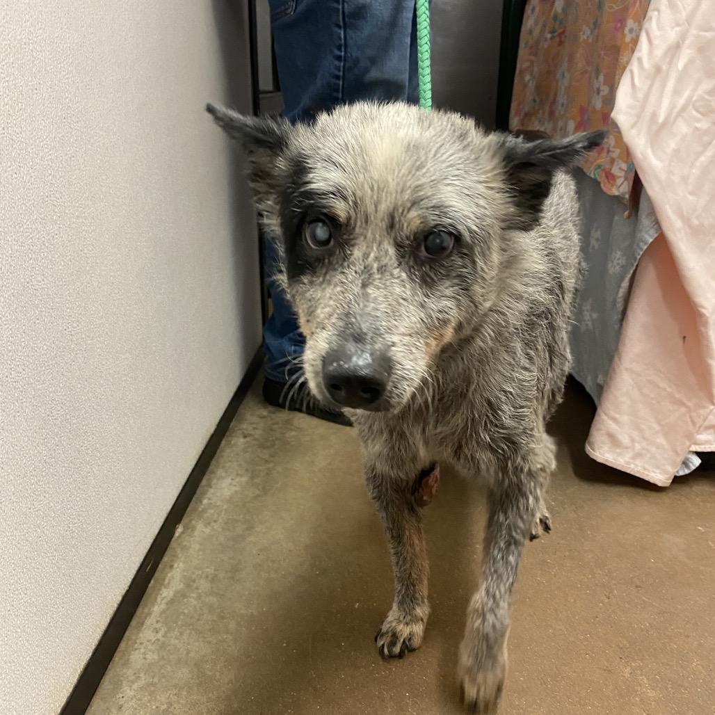 Heelacabra — thumbnail 2