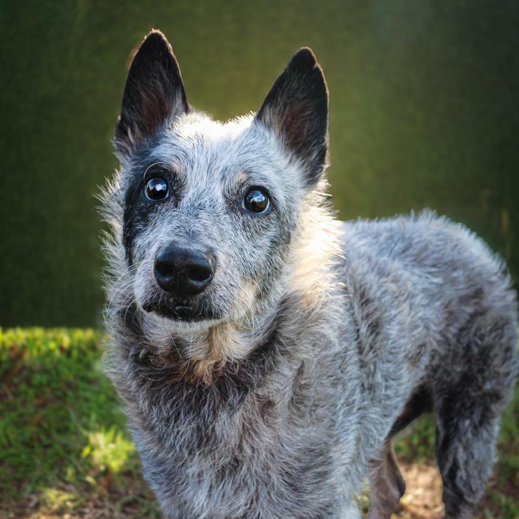 Heelacabra — thumbnail 3