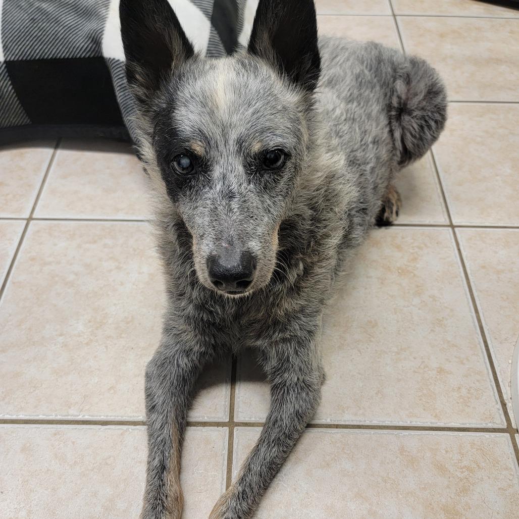 Heelacabra — thumbnail 4