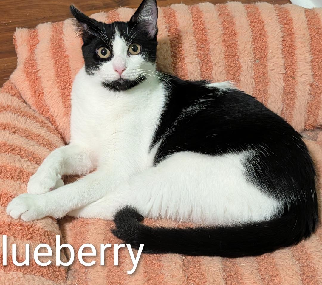 Enlarge Blueberry, a Adoptable mixed breed in Orchard Park, NY image 1/1