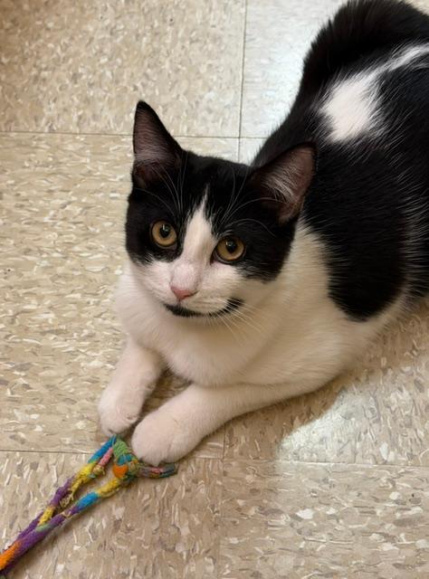Blueberry, Adoptable, Kitten Female Domestic Short Hair.