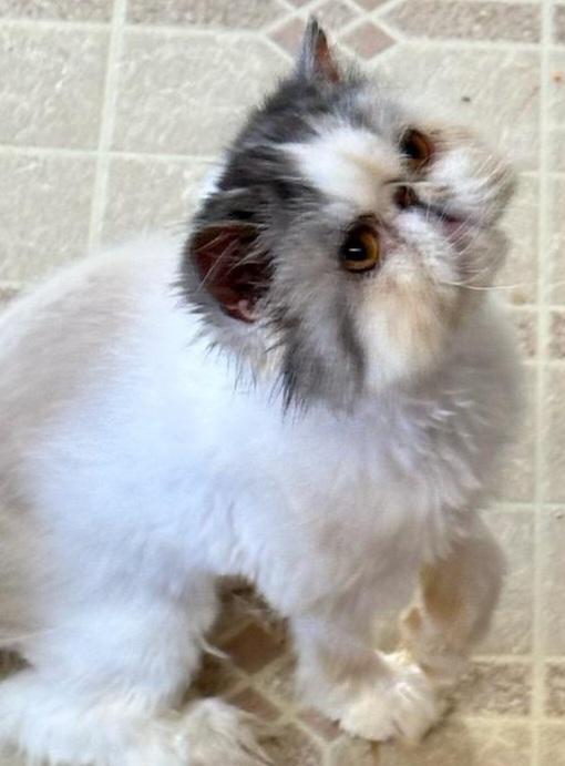 Zak, Adopted, Adult Male Persian.