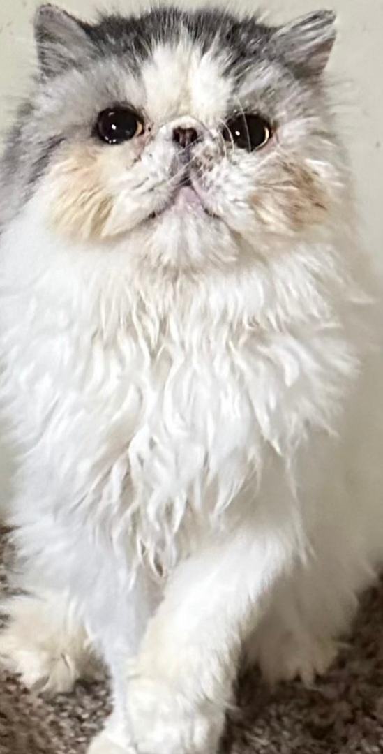 Enlarge Zak, a Adopted Persian in Columbus, OH image 2/3