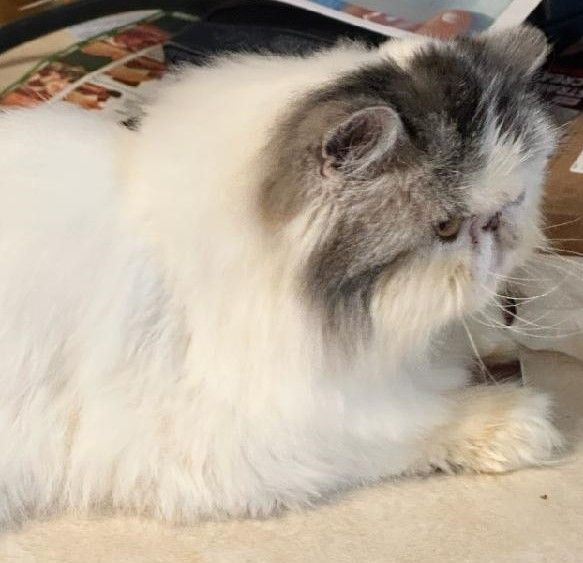 Enlarge Zak, a Adopted Persian in Columbus, OH image 3/3