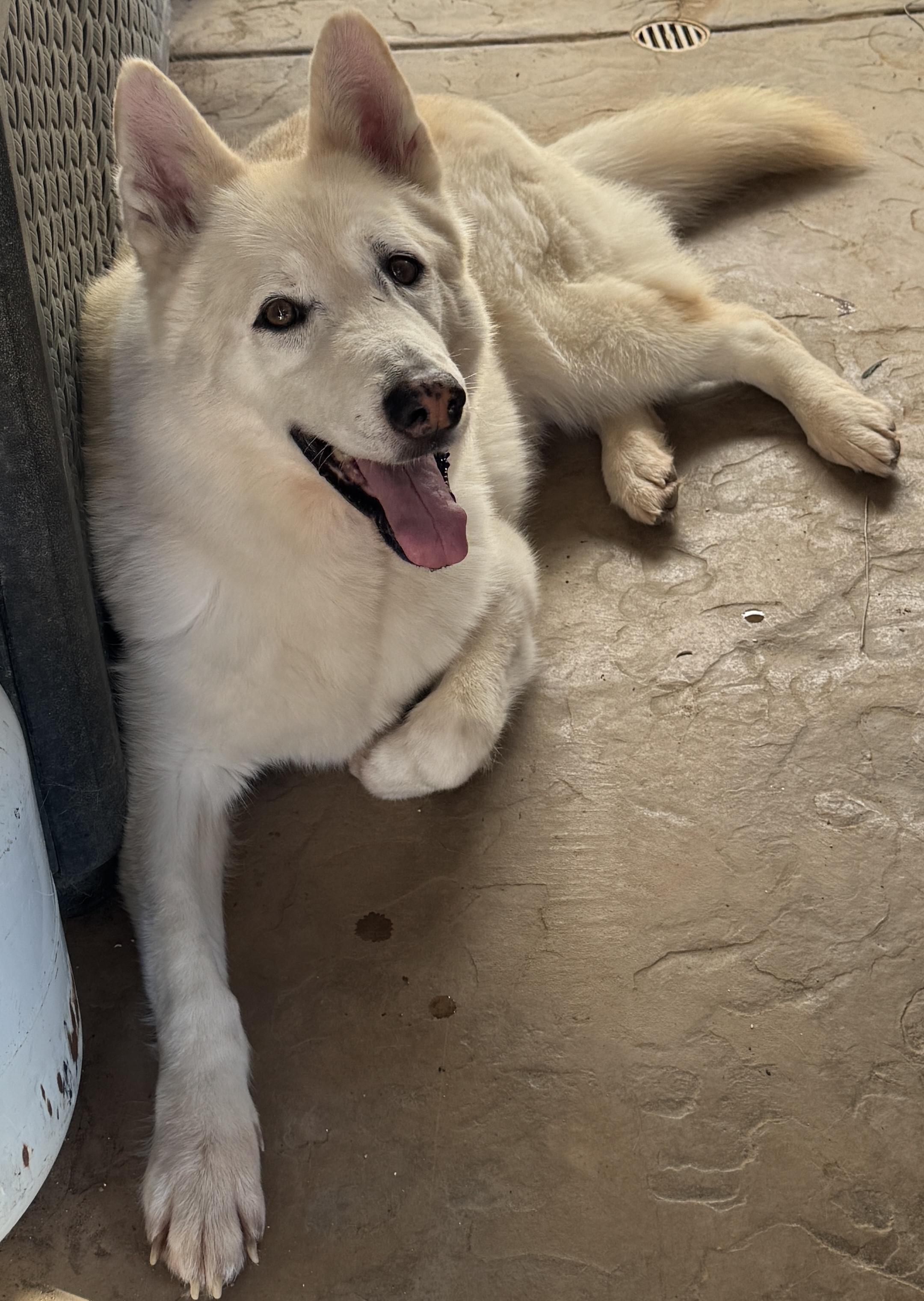Enlarge Luna, a ADOPTABLE mixed breed in Jefferson City, MO image 2/5