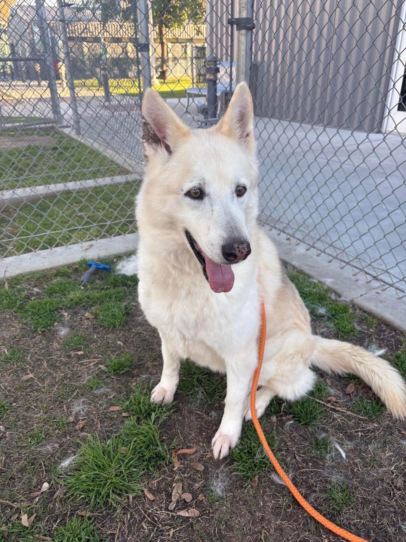 Enlarge Luna, a ADOPTABLE mixed breed in Jefferson City, MO image 1/3