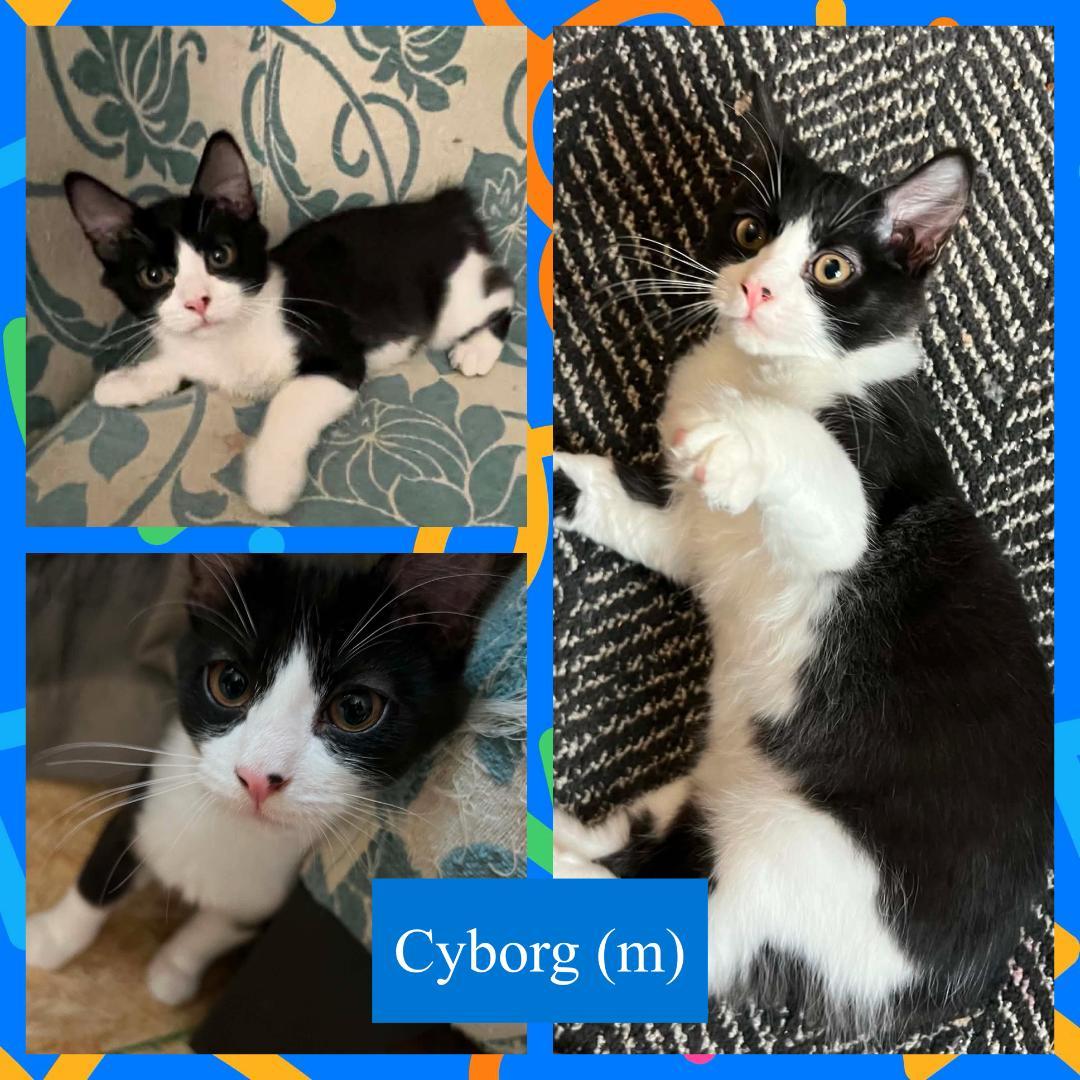 Cyborg, ADOPTABLE, Kitten Male Domestic Short Hair.